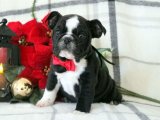 Sevgi İzleri: İngiliz Bulldog Yavru Kalp Atışları