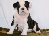 Minik Kürk Hırsızları: İngiliz Bulldog Yavru Tatlı Mafya