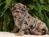 Yavru Aşkın İncileri: İngiliz Bulldog Yavru Mücevherleri