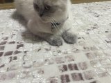 2 yaşında kızıma eş arıyorum acil