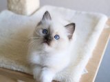 Renk Seçenekleri İle Ragdoll Kedisi Kediler Uygun Fiyatla