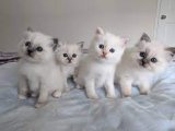 Göz kamaştırıcı zarafet Birman Kedisi yavrularımız size eşlik etmeye hazır