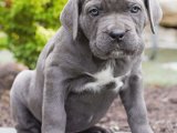 Cane Corso mükemmel ev arkadaşı