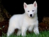 Sibirya Kurdu (Husky) cazibesi yepyeni dostunuz