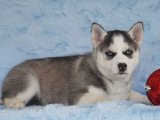Sibirya Kurdu (Husky) yavrumuzla mutluluğu keşfedin