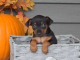 Minyatür Pinscher Yavru Ücretsiz Sahiplendirme İlanları 2024