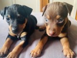Minyatür Pinscher Yavru Sahiplendirme Rehberi Güncel 2024