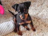 Minyatür Pinscher Yavru Ücretsiz Sahiplendirme İlanları Güncel