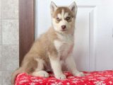 Sibirya Kurdu (Husky) yavrumuz en uygun fiyatla