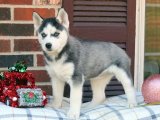 Yavru Dans Partisi: Sibirya Kurdu (Husky) Yavru Ritimleri