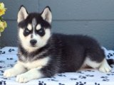 Sevgi İzleri: Sibirya Kurdu (Husky) Yavru Kalp Atışları