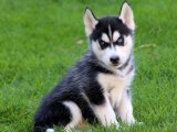 Minik Kürk Hırsızları: Sibirya Kurdu (Husky) Yavru Tatlı Mafya