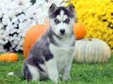Yavru Aşkın İncileri: Sibirya Kurdu (Husky) Yavru Mücevherleri