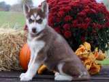 Minik Kraliyet Balosu: Sibirya Kurdu (Husky) Yavru Dansı