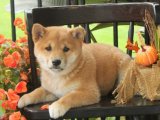 Yavru Dans Partisi: Shiba Inu Yavru Ritimleri