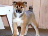Sevgi İzleri: Shiba Inu Yavru Kalp Atışları