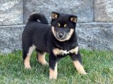 Minik Kürk Hırsızları: Shiba Inu Yavru Tatlı Mafya