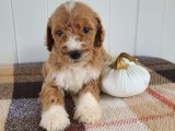 Hayalinizdeki Dostunuz: Kaniş Yavrularıyla Tanışın!