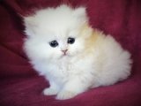 Evimizi Süsleyecek, Kalplerinizi Fethedecek Chinchilla Yavru Kedi!