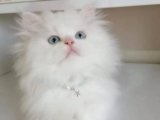 Özel Bir Arkadaş Arayanlara: Chinchilla Yavrumuz Sizi Bekliyor!
