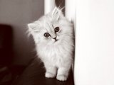 Evimizin Yıldızı Olacak Chinchilla Yavru Kedi! Ona Yer Açmaya Hazır Mısınız?