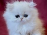 Kürküyle Cazibenin Zirvesinde! Chinchilla Yavrumuz Yeni Bir Aile Arıyor.