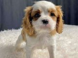 Şirinlik garantisi Cavalier King Charles yavrumuz