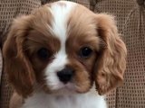 Sağlıklı Cavalier King Charles Yavruları Uygun Fiyatla Satışta!