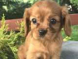 Cavalier King Charles Yavrularıyla Aile Mutluluğunu Yakalayın!