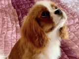 Minyatür Boyutlu Cavalier King Charles Yavruları Şimdi Satışta!