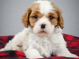 Kaliteli Cavalier King Charles Yavruları Uygun Fiyatla Sahiplenilebilir!