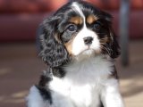 Sağlıklı ve Sevecen Cavalier King Charles Yavruları Satışta!