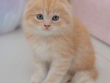 Scottish Fold Yavru Sahiplenme: Uygun Fiyatlı Sevimli Kediler İçin İlanlar