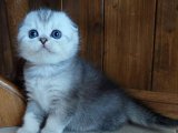 Scottish Fold Yavru Sahiplenme: Sevimli ve Oyunsever Yavru Kediler İçin İlanlar