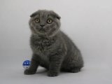 2023 Scottish Fold Fiyatları: Sağlıklı Yavru Kediler İçin En İyi İlanlar