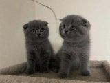 Scottish Fold Fiyatları: 2024 Yılında Sahibinden En İyi Yavru Kedi Teklifleri