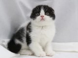 Scottish Fold Fiyatları: 2024 Yılında En Güncel Yavru Kedi İlanları