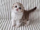 Scottish Fold Yavru Kedi Fiyatı 2023: Sahibinden En İyi Yavrular