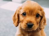 Uygun Fiyatlı Mini İngiliz Cocker Yavruları: Şimdi Alın, Fırsatı Kaçırmayın!