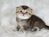 Scottish Fold Blue Point Yavru: Ekonomik Fiyatlarla Kediler