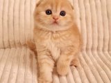 Scottish Fold Yavru Kedi Sahiplenme Ücretsiz: İlanlar ve Başvuru Yöntemleri