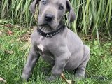 Mini Danua (Great Dane) Yavrularıyla Hayatınıza Renk Katın!