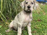 Şampiyon Soydan Danua (Great Dane) Yavruları Satışta!