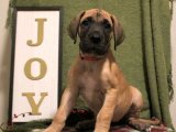 Sağlıklı ve Oyuncu Danua (Great Dane) Yavrularıyla Tanışın!