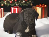 Danua (Great Dane) Yavrularında Özel İndirim - Sınırlı Sayıda!