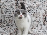 Sukutiş kedi