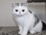 Sevgi Dolu Bir Yuvada Büyümek İster misiniz? Exotic Shorthair Yavru Kedilerimizle Tanışın!