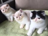 Minik Bir Mucize: Exotic Shorthair Bebek Kedilerimiz Yeni Evlerini Arıyor!