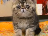 Eviniz İçin Mükemmel Bir Tamamlayıcı: Exotic Shorthair Yavru Kediler Satışta!