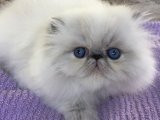 Yumuşacık Patilerle Gelen Mutluluk: Exotic Shorthair Bebek Kediler Satışta!